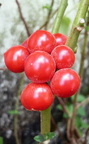 Third Place: Solanum baquicha Red Naranjilla