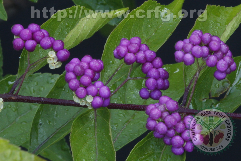 D155_Callicarpa_americana_-_Lamiaceae_-_Beaty_Berry.JPG