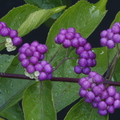 D155_Callicarpa_americana_-_Lamiaceae_-_Beaty_Berry.JPG