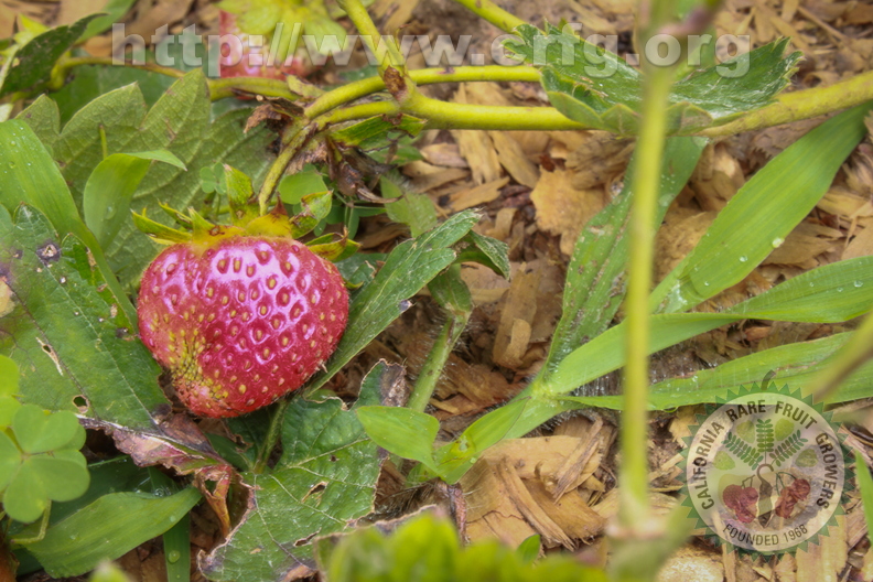 Strawberry - Fragaria x Ananassa.jpg