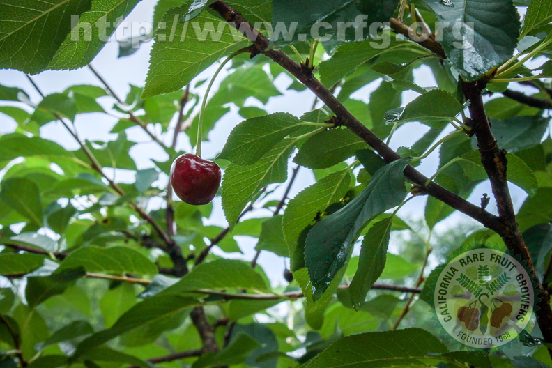 Sour Cherry - Prunus Cerasus.jpg