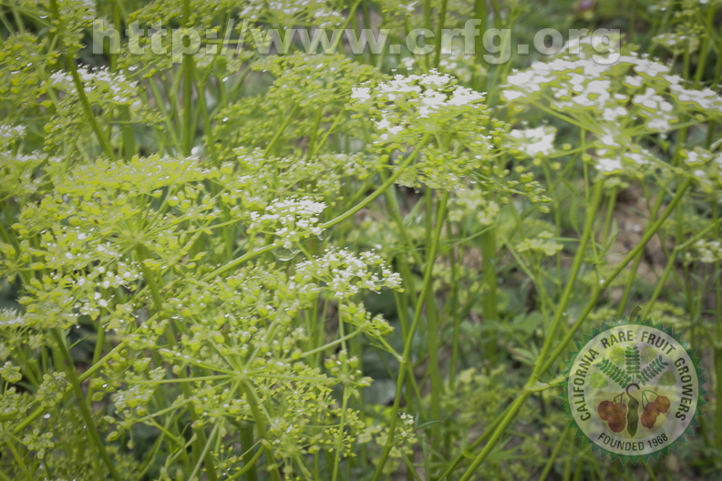 Flowering Parsley - Petroselinum Crispum.jpg
