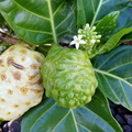 H07_Wild Noni Fruit Growing In Hawaii.jpg