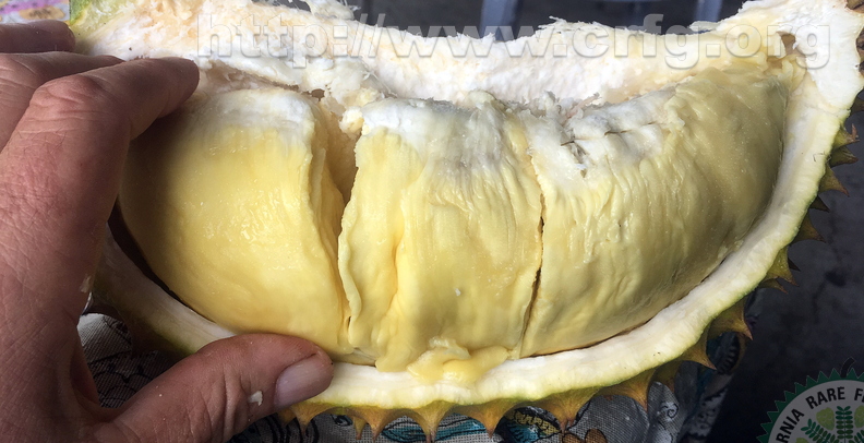 durianpod