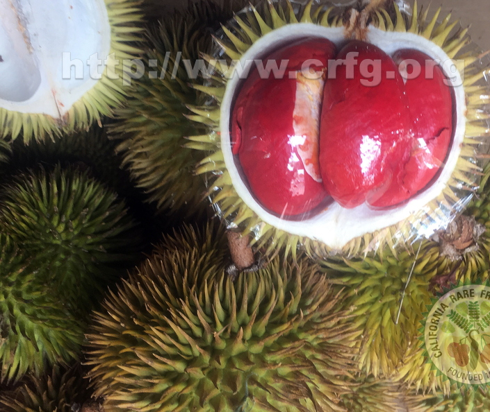 red durian.jpg