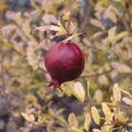 Pomegranate (1).JPG