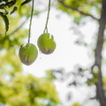 Hanging Mangoes