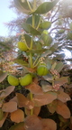 Ripening Mangoes in Senegal West Africa