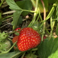 Strawberries - Tougas Family Farm