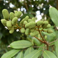 Green Lychee fruits