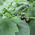 Black Solanum