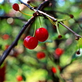 cherry_tree.jpg
