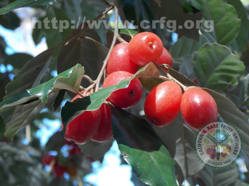 D03_Elaeagnus latifolia fruits_3.JPG