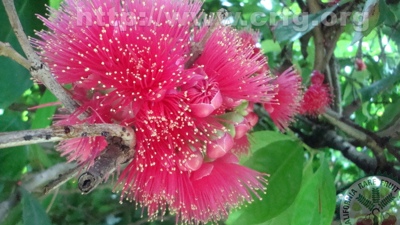B09_Malay Apple Blossom.JPG