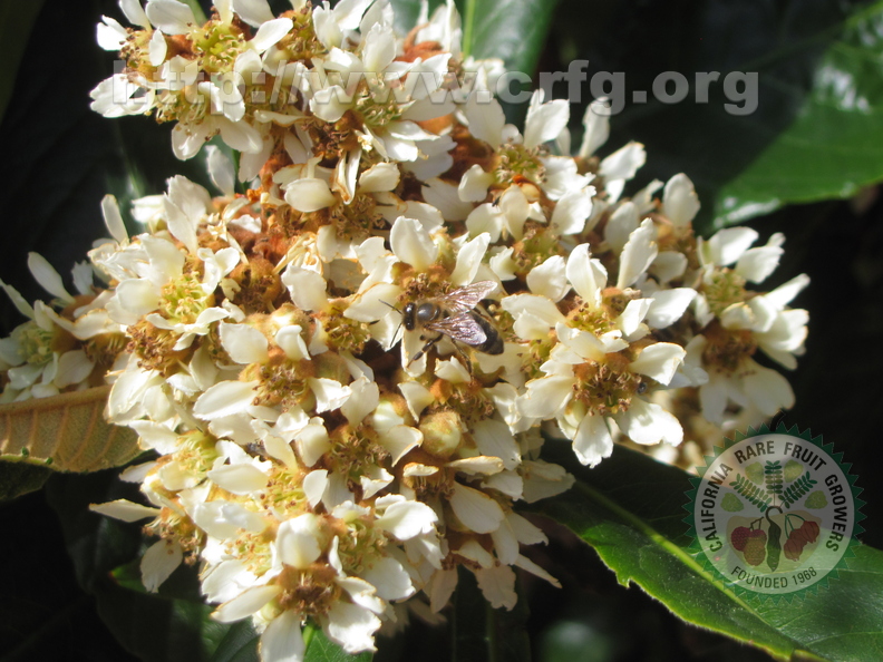 Loquat Blossoms (5)