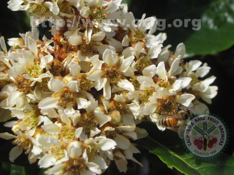 Loquat Blossoms (8).JPG
