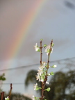 Plum Blossom with Rainbow (1)