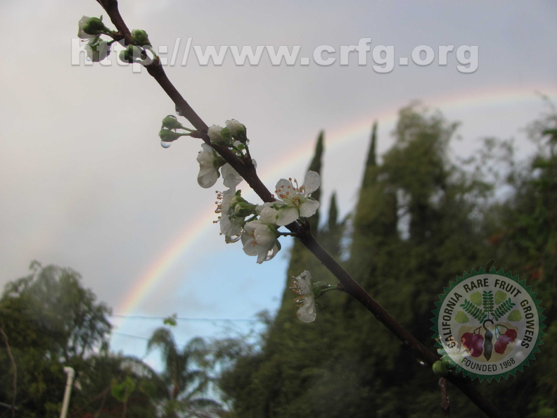 Plum Blossom with Rainbow (2)