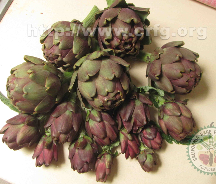Purple Artichoke Harvest.JPG