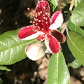 Pineapple Guava blossom and bud.jpg