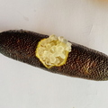 Finger Lime Citrus australasica