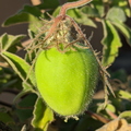 Arida Passionfruit
