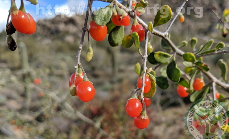 desert-mistletoe-berry.jpg