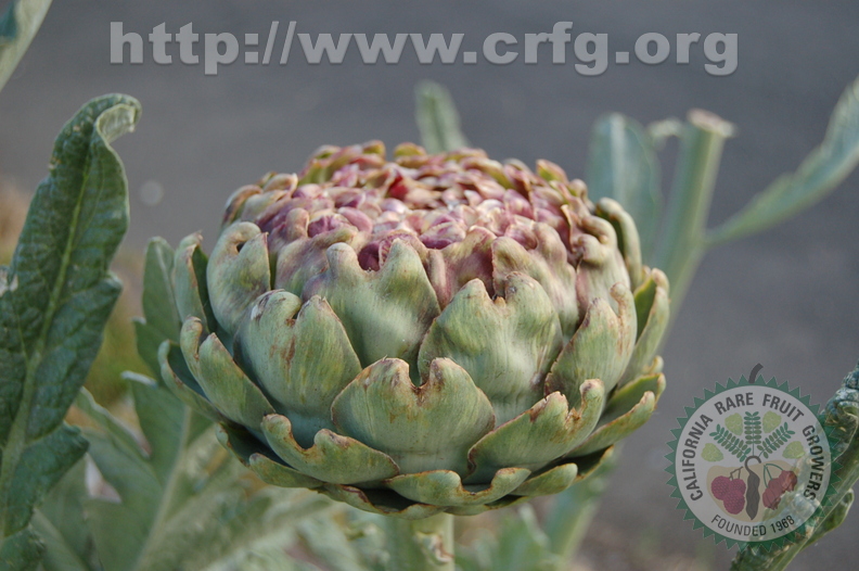 3rd Place:  Fridays at Grandmas An Artichoke That Started To Bloom A Little Tina Van  Portland, OR.