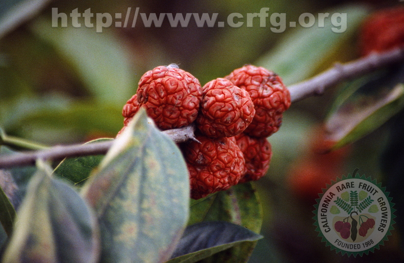 Chinese mulberry