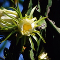 Hylocereus (Dragon Fruit) flower