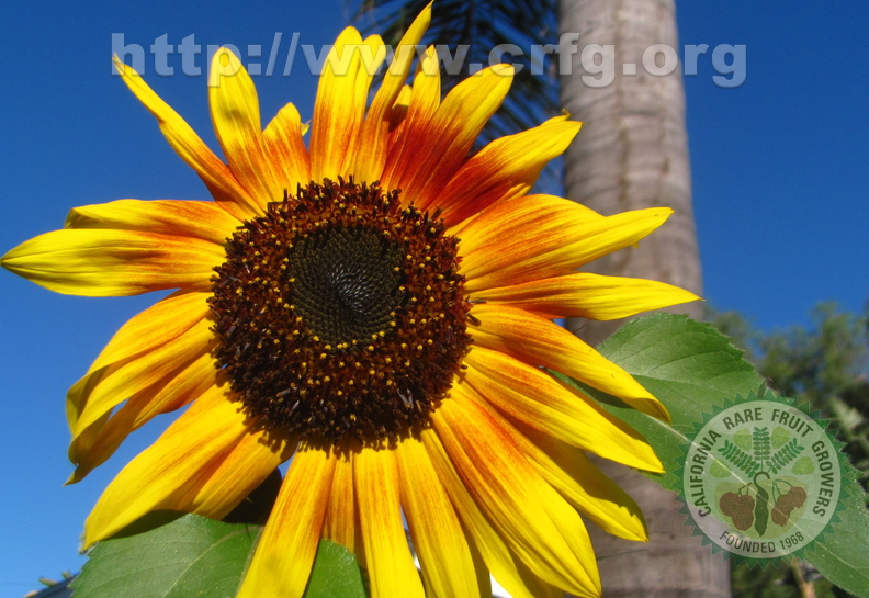 Sunflower (1).jpg