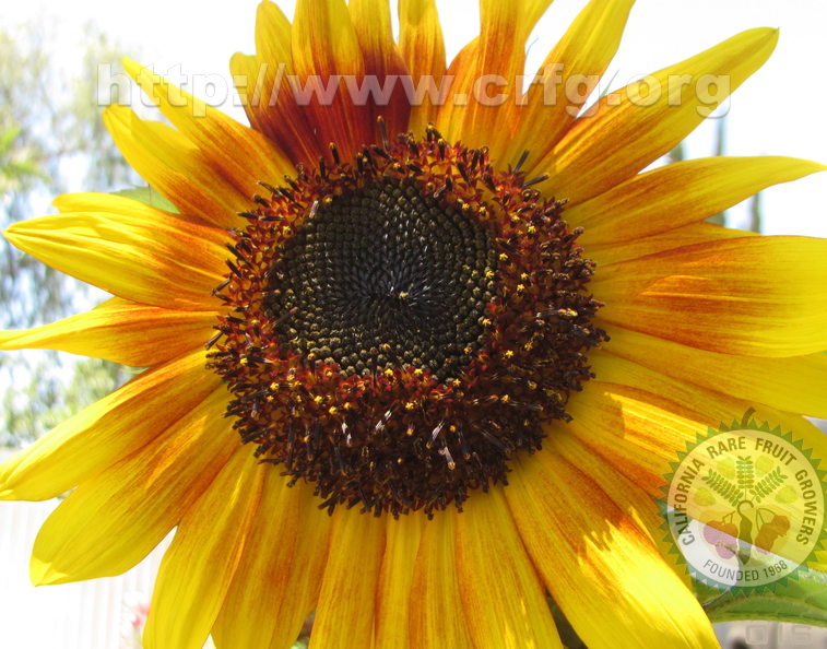 Sunflower (2).jpg
