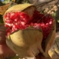 Ganesh Pomegranate - bursting with flavor.jpg