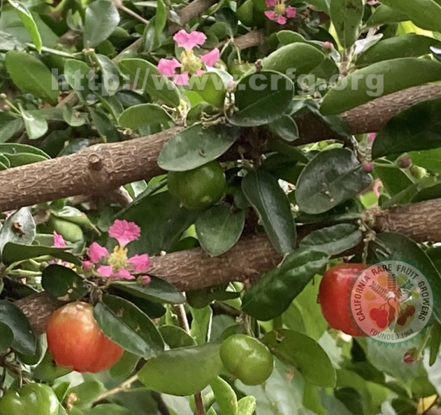 Acerola Blossoms and Fruits.jpg