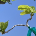 3 Recently Grafted Black Beauty Mulberry with fruit forming.jpg