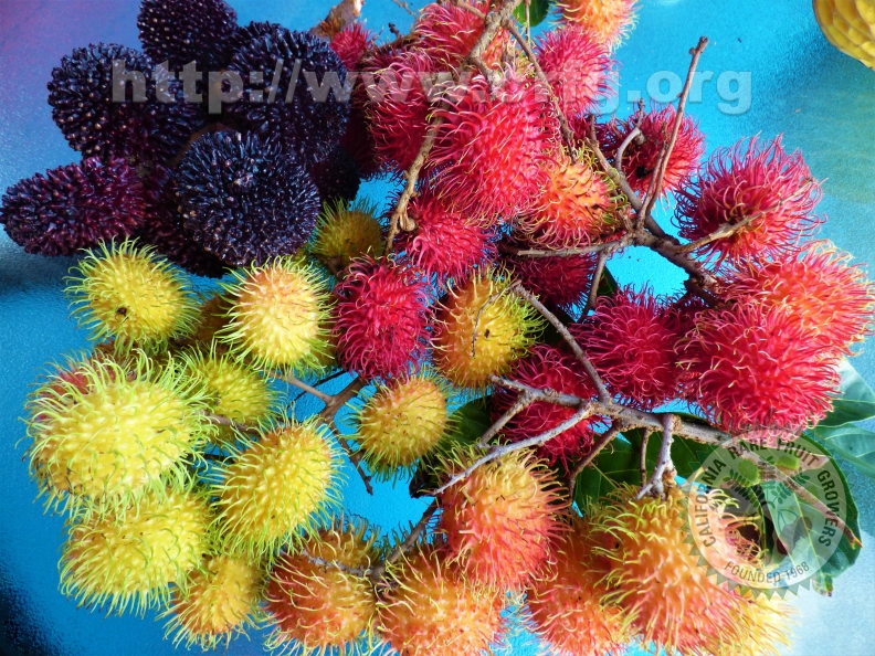 Pulasan and three types of Rambutan