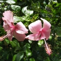 Pink Twin Flowers