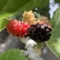 Y38_Black Beauty Mulberry Fruit On Grafted Branch.jpg