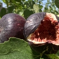 2 Walker figs - 1 dramatically ripe - LKW 2023.jpg