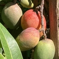 5 ripening mangos - LKW 2023.jpg