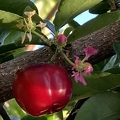 23 - Acerola - fruit, blossom, and bud 2nd view - Linda K. Williams 2023.jpg