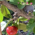 29 - Acerola fruit and multiple buds 2nd view- Linda K. Williams 2023.jpg