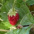 34 - Alpine Strawberry - Linda K. Williams 2023.jpg