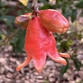 45 - Ganesh Pomegranate blossoms  2nd image - Linda K. Williams 2023.jpg