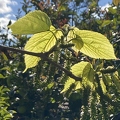50 - Backlit Himalayan Mulberries - Linda K. Williams 2023.jpg