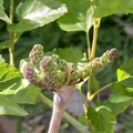 57 - Tehama Mulberries growing on recently grafted branch - Linda K. Williams 2023.jpg