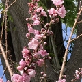 61 - Blossoming Nectaplum branches w. ash tree trunk in background.jpg