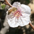 62 - Cot N Candy Aprium blossom - Linda K. Williams 2023.jpg