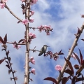 78 - Blooming Nectaplum branches w. Hummingbird 2nd image- Linda K. Williams 2023.jpg