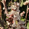 85 - Cot N Candy Aprium blossoms 2nd image- Linda K. Williams 2023.jpg